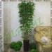 Искусственное дерево бамбук 200 см.