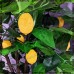 Искусственное дерево лимон